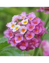 Lantana camara 'Feston Rose'