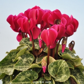 Cyclamen 'Mini' violet