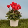 Cyclamen 'Mini' rouge écarlate