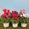 Cyclamen 'Mini' rouge profond