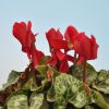 Cyclamen 'Mini' rouge profond