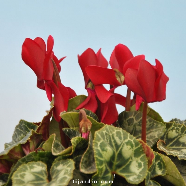 Cyclamen 'Mini' rouge profond