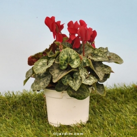 Cyclamen 'Mini' rouge profond