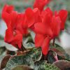 Cyclamen outstanding rouge écarlate