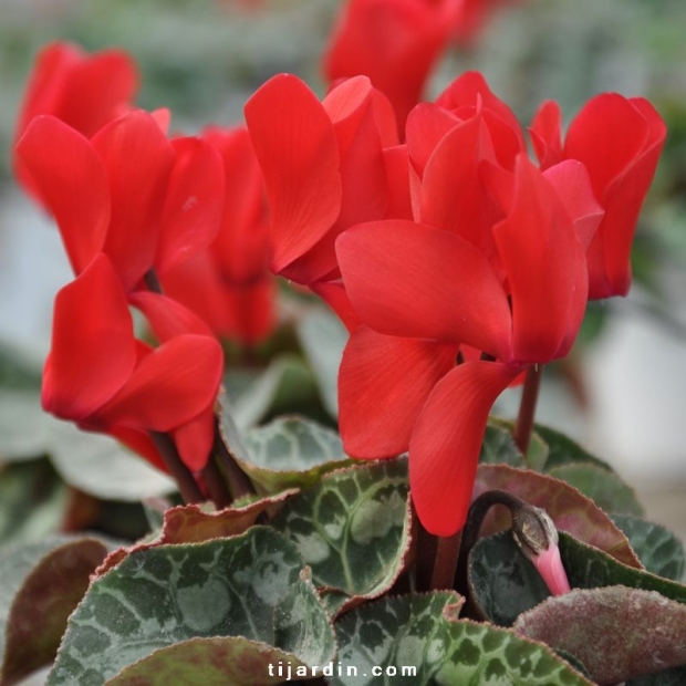 Cyclamen outstanding rouge écarlate Cyclamen outstanding rouge écarlate