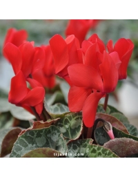 Cyclamen Outstanding rouge écarlate