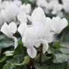 Cyclamen Outstanding blanc