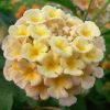 Lantana camara 'Mandarin'