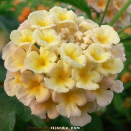 Lantana camara 'Mandarin'