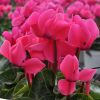 Cyclamen Outstanding fuchsia