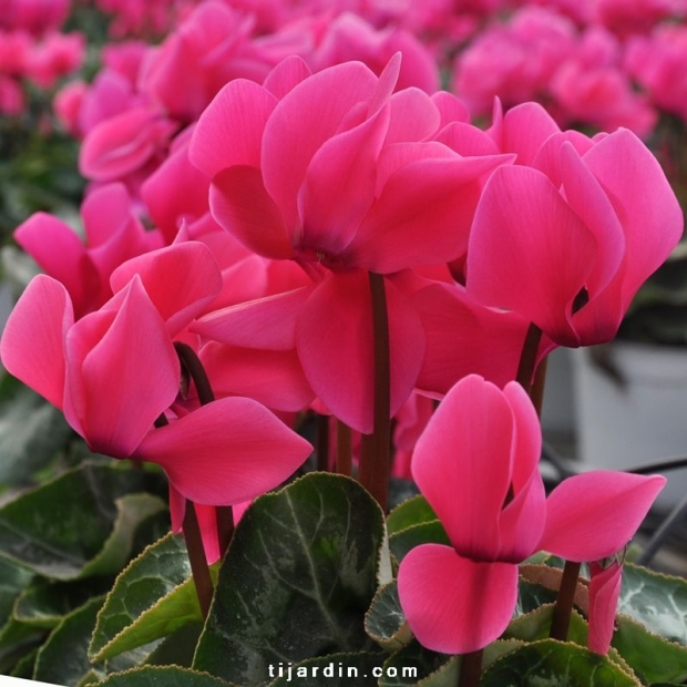 Cyclamen Outstanding fuchsia