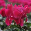 Cyclamen Outstanding violet