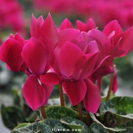 Cyclamen Outstanding violet