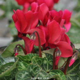 Cyclamen Outstanding magenta foncé