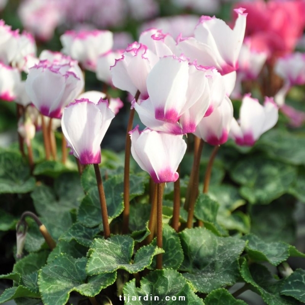 Cyclamen 'Mini' VICTORIA®