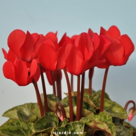 Cyclamen 'Mini' rouge écarlate