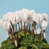 Cyclamen 'Mini' blanc