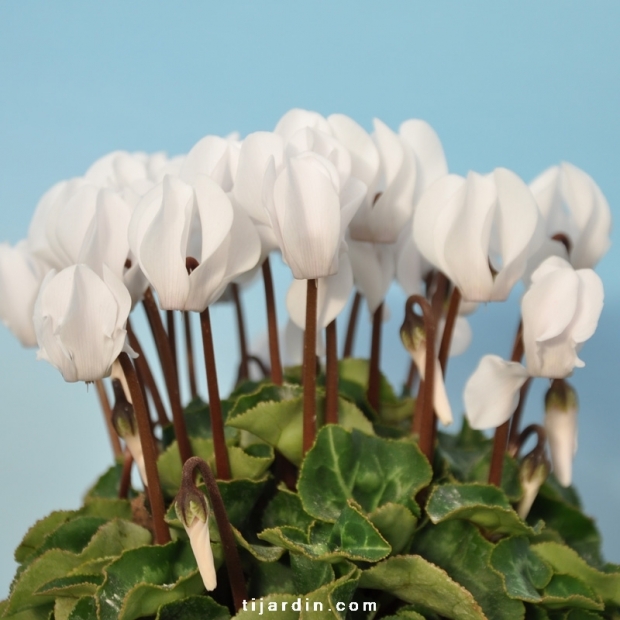 Cyclamen Mini blanc - Tijardin : producteur de plantes fleuries  méditerranéennes