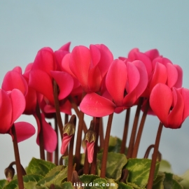 Cyclamen 'Mini' fuchsia