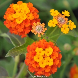 Lantana camara 'Radiation'