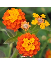 Lantana camara 'Radiation'