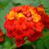 Lantana camara 'Rouge de Corse'