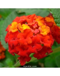 Lantana camara 'Rouge de Corse'