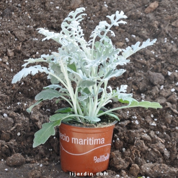Cinéraire maritime- Ceneraria maritima Cinéraire maritime- Ceneraria maritima