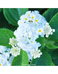 Lantana camara 'Schneeflocke'