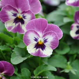 Pensées à cornes-Viola Cornuta