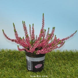 Bruyère d'automne-Calluna