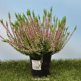 Bruyère d'automne-Calluna