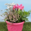 Box automne Conte de fée (5 plantes + 1 terreau)