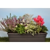 Box automne Conte de fée (5 plantes + 1 terreau)