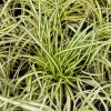 Carex