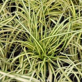 Carex