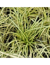 Carex evergold