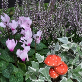 Box automne Conte de fée (5 plantes + 1 terreau)