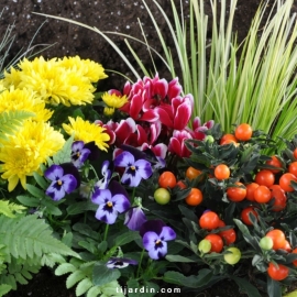 Box automne Tendresse & Gourmandise (5 plantes + 1 terreau)