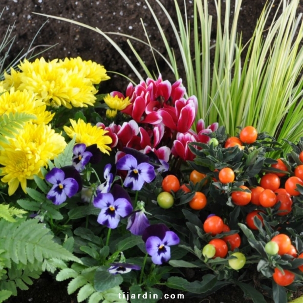 Box automne Tendresse & Gourmandise (5 plantes + 1 terreau)