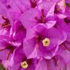 Bougainvillea specto-glabra 'Violet de Mèze'