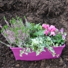 Box automne Conte de fée (5 plantes + 1 terreau)