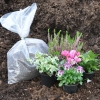 Box automne Conte de fée (5 plantes + 1 terreau)