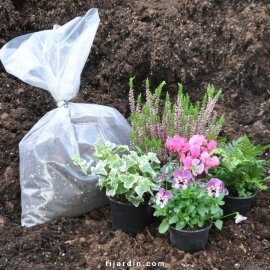 Pack automne Conte de fée (5 plantes + 1 terreau)
