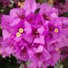 Bougainvillea specto-glabra 'Violet de Mèze'