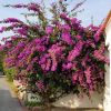 Bougainvillea specto-glabra 'Violet de Mèze'