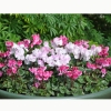 Cyclamen 'Blush' Intense