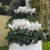 Cyclamen 'Dhiva' blanc