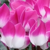 Cyclamen 'Indiaka®' violet