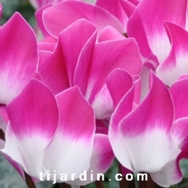 Cyclamen 'Indiaka®' violet